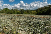 CostaRica - ananas 0476